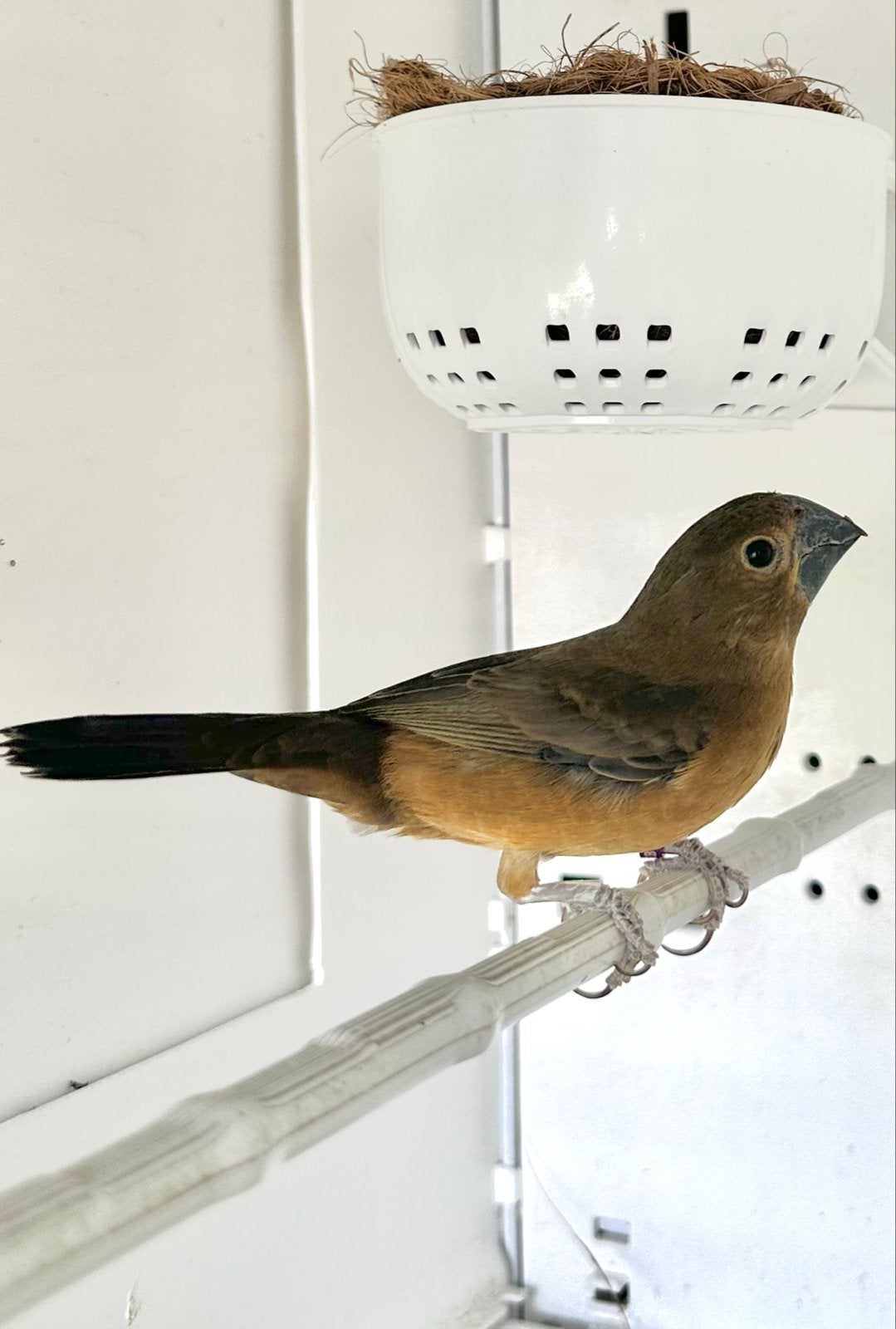 Twatwa pop, Dieren en Toebehoren, Vogels | Overige Vogels, Vrouwelijk