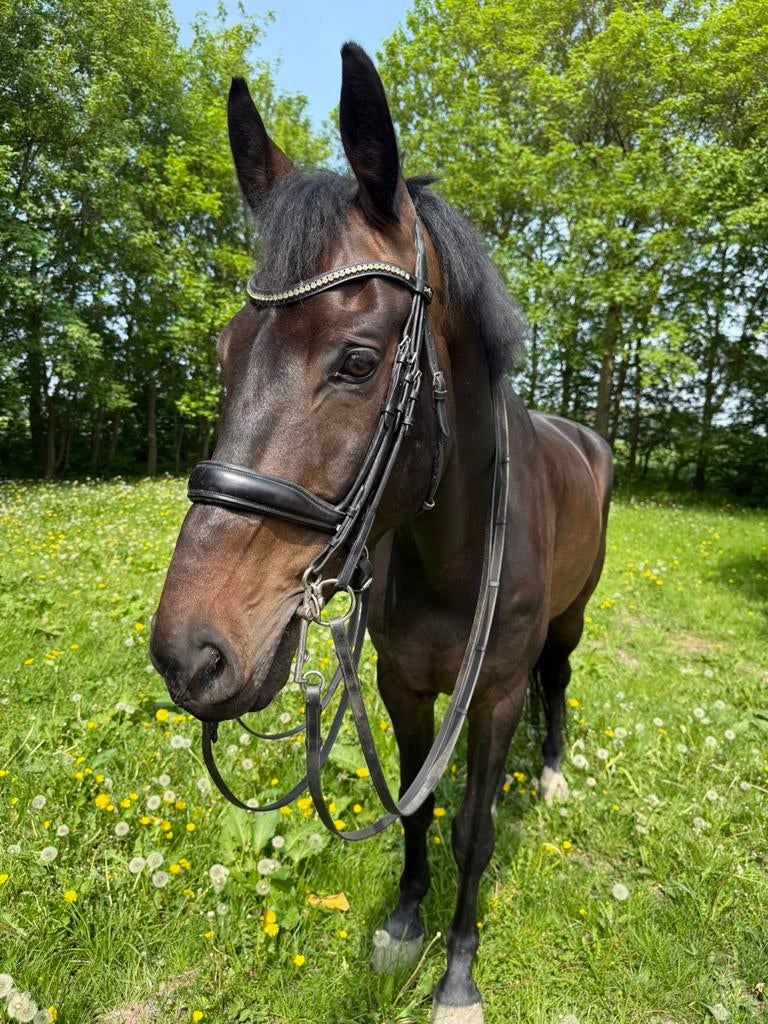 Braaf, eerlijk en betrouwbaar Z2 paard! Gunstig geprijsd!, 175 cm of meer, Ruin, Dressuurpaard, 7 tot 10 jaar