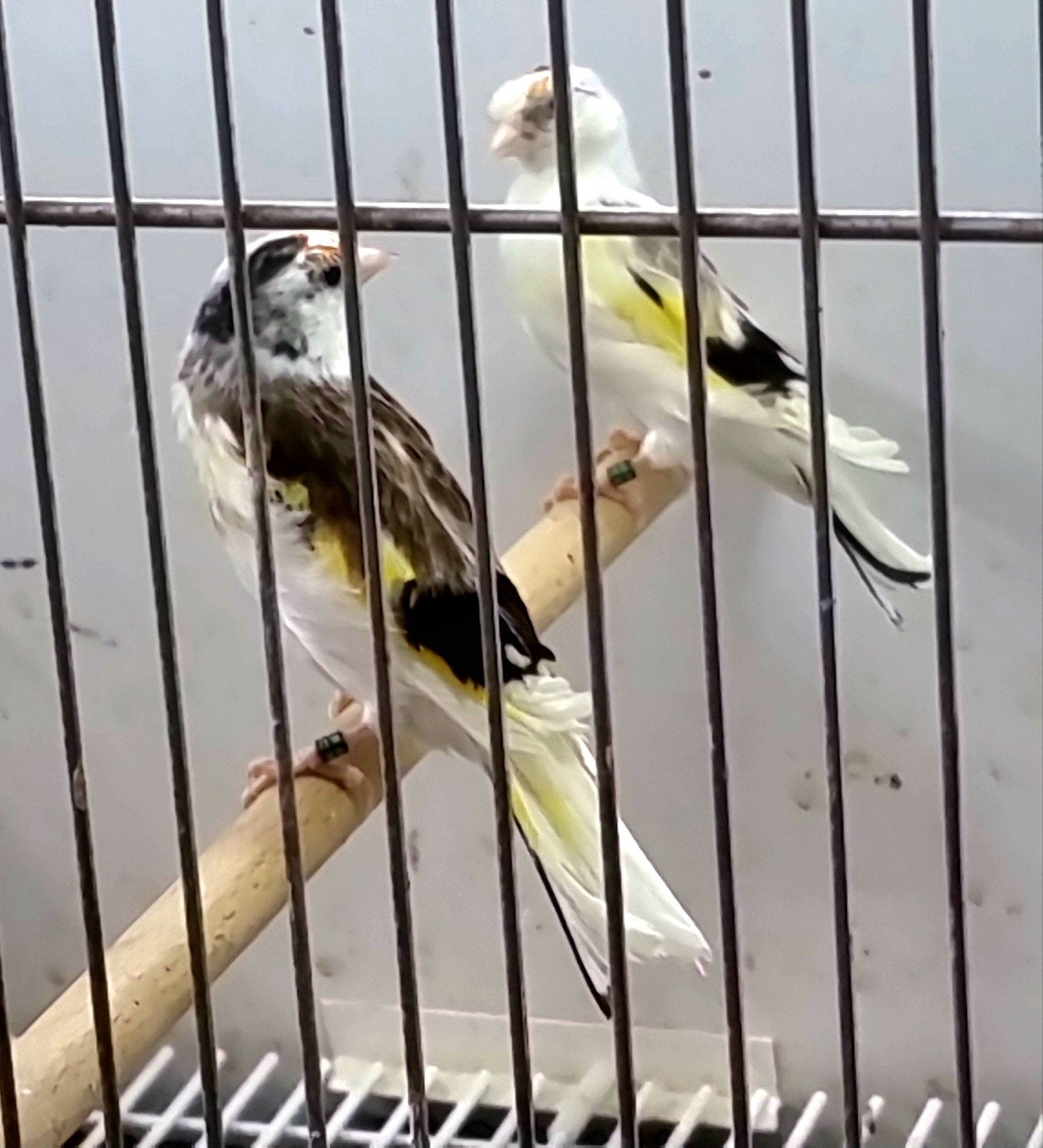 majoor putters 2026, Dieren en Toebehoren, Vogels | Kanaries, Meerdere dieren, Bastaard