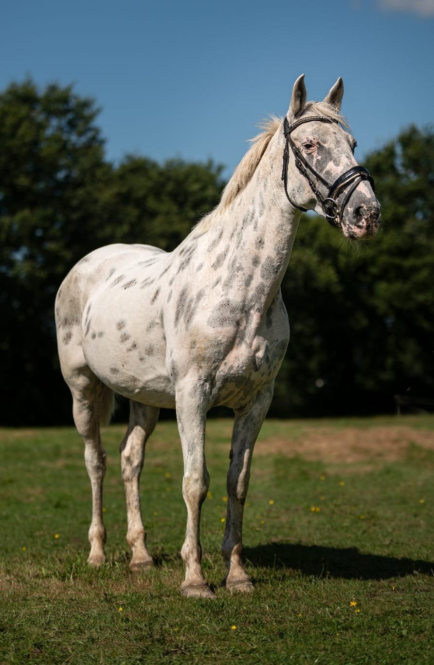 super mooie connermara appeloesa, Niet van toepassing, Recreatiepony, Merrie, E pony (1.48m - 1.57m)