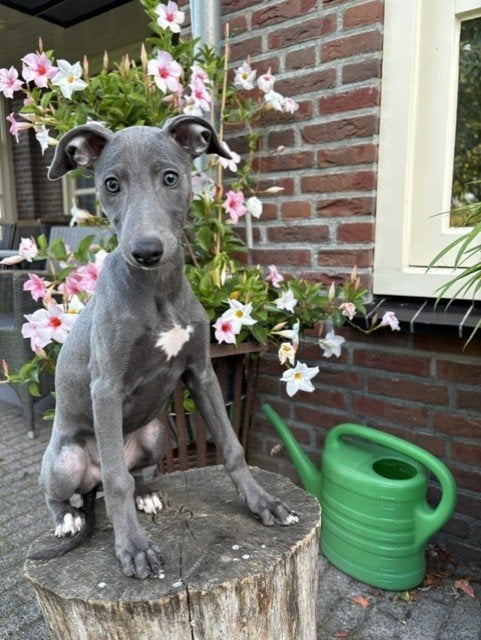 Mooie blauwe whippet pups, Nederland, Whippet, CDV (hondenziekte), 8 tot 15 weken