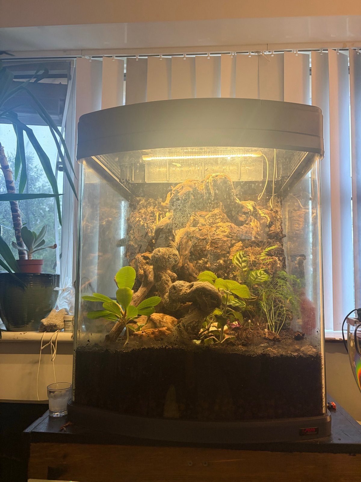 Wimper gekko met bio actief terrarium, Overige soorten, Met terrarium, 0 tot 2 jaar