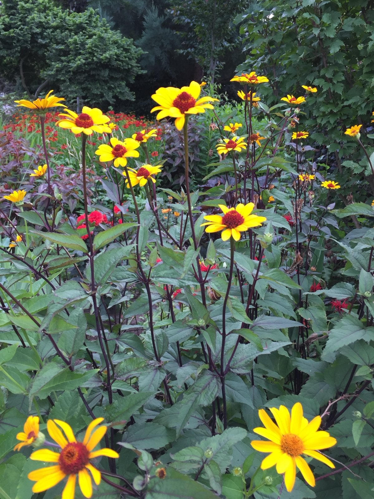 Biologische vaste planten uit eigen tuin - Hobbykweker, Tuin en Terras, Planten | Tuinplanten, Ophalen, Vaste plant, Overige soorten