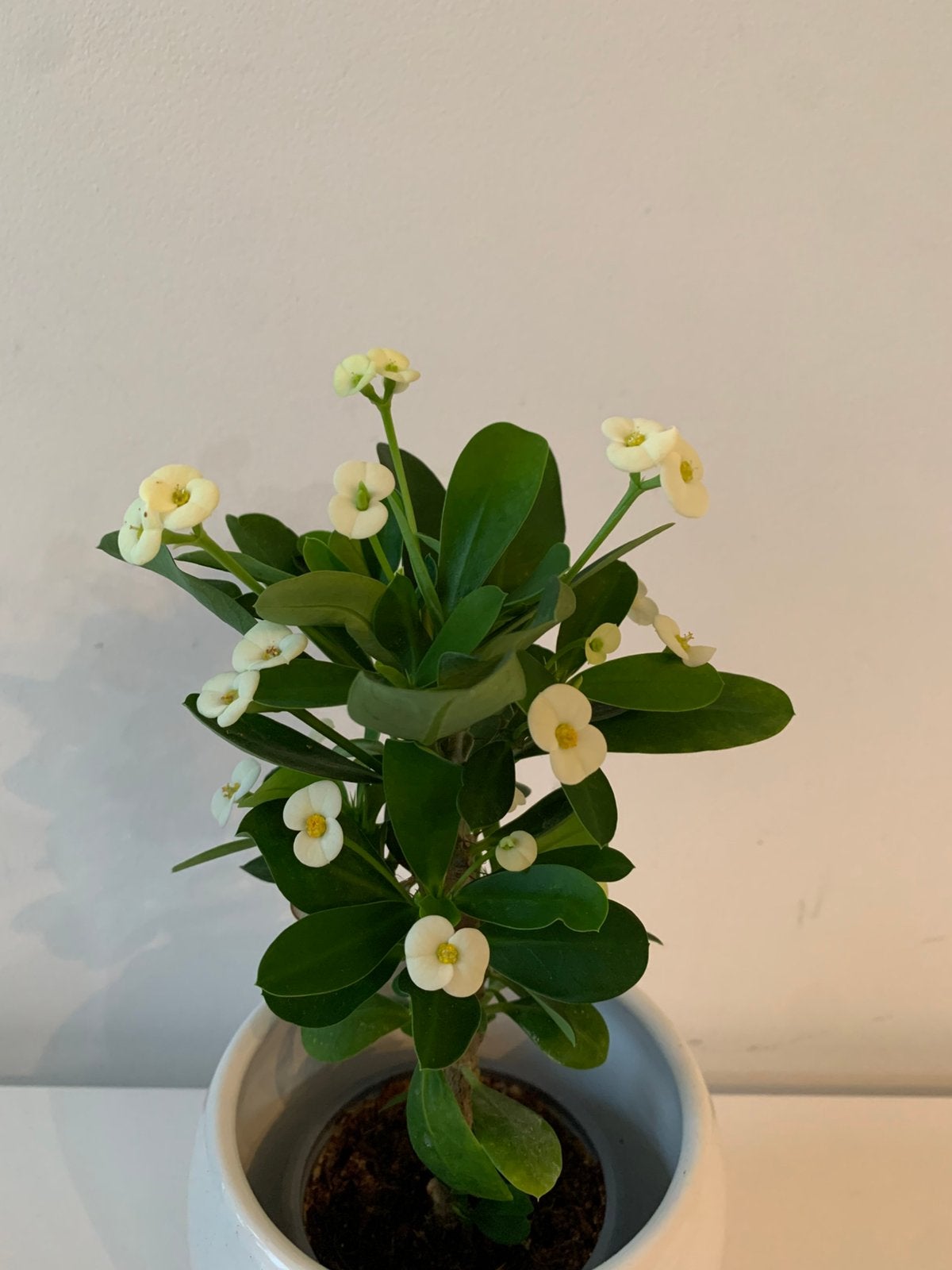 Euphorbia milii, Ophalen of Verzenden, Halfschaduw, Minder dan 100 cm
