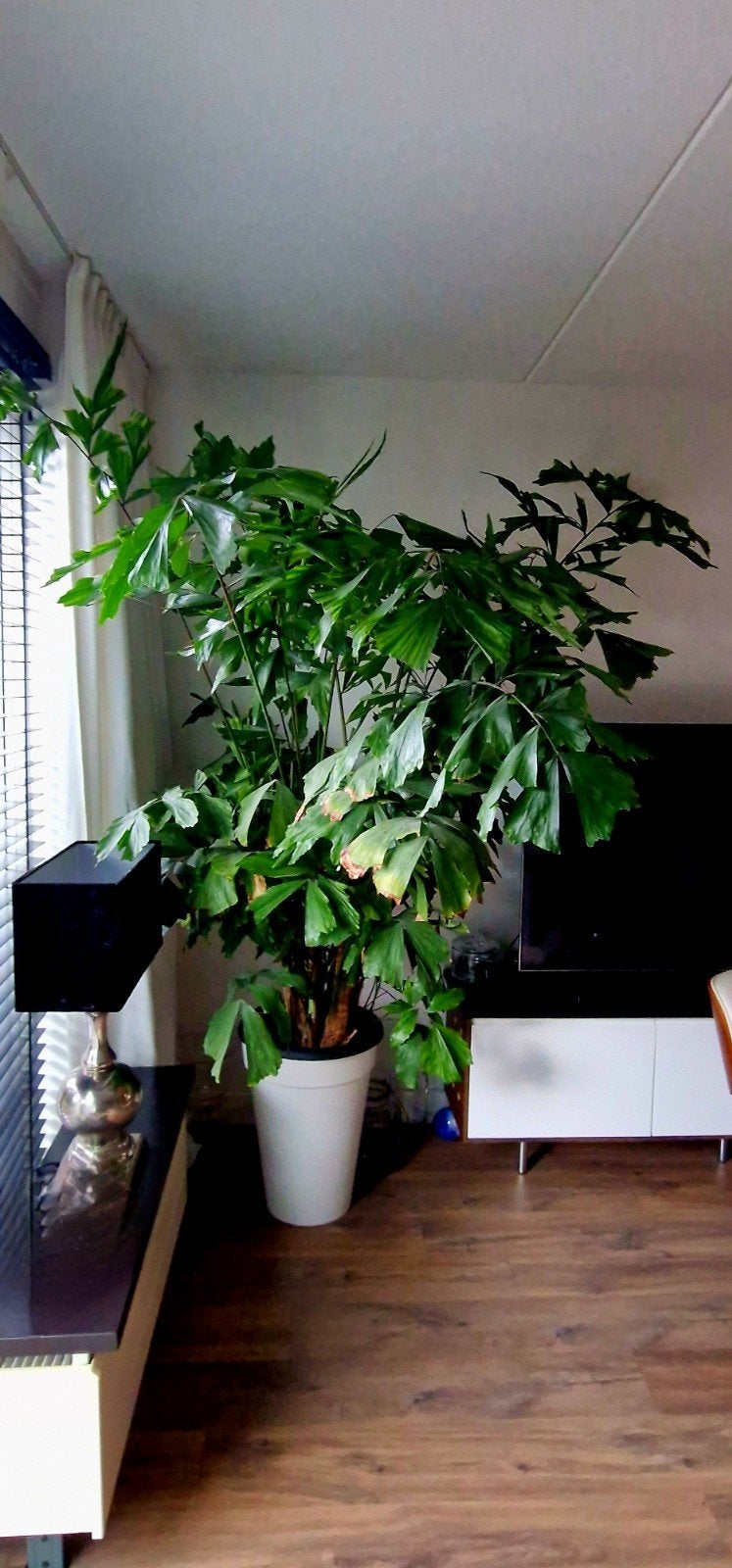 Grote Vissenstaartpalm (Caryota Mitis) met pot - 2.30m hoog, Ophalen