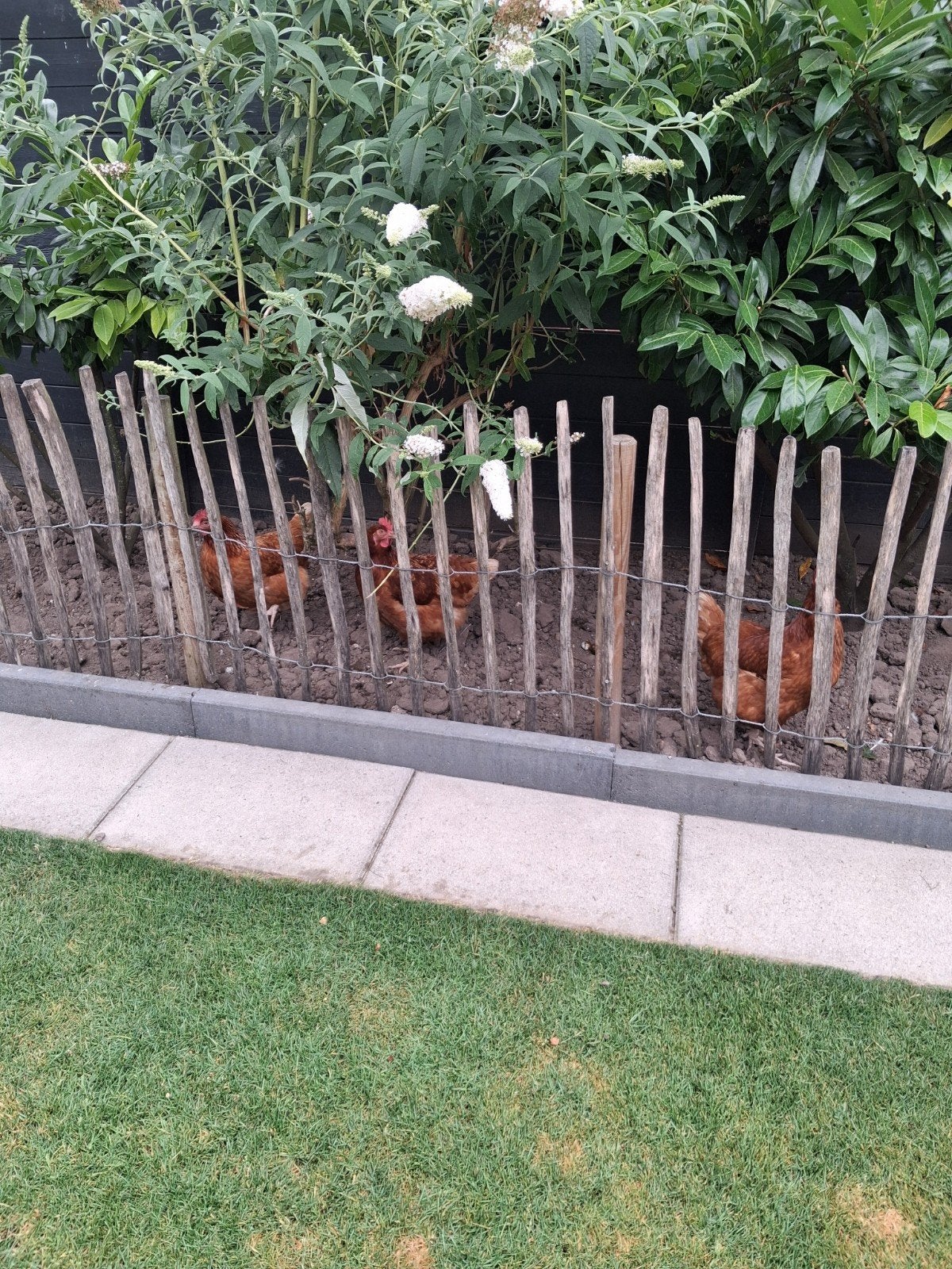 Gratis leghennen, Dieren en Toebehoren, Pluimvee, Vrouwelijk, Kip