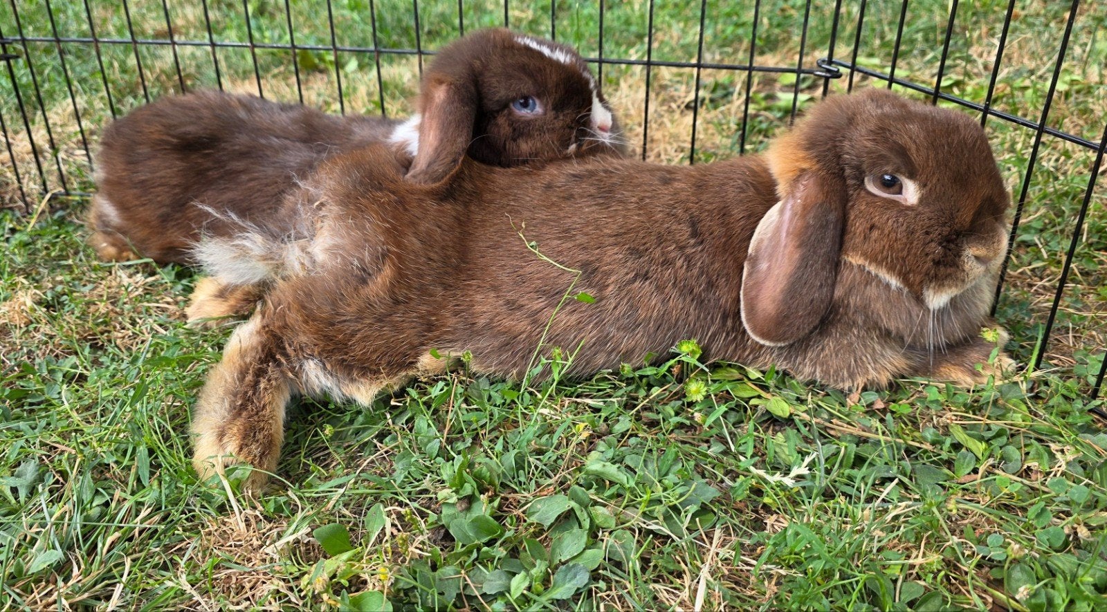 minilop voedsters, Dieren en Toebehoren, Vrouwelijk, Dwerg, Hangoor, 0 tot 2 jaar
