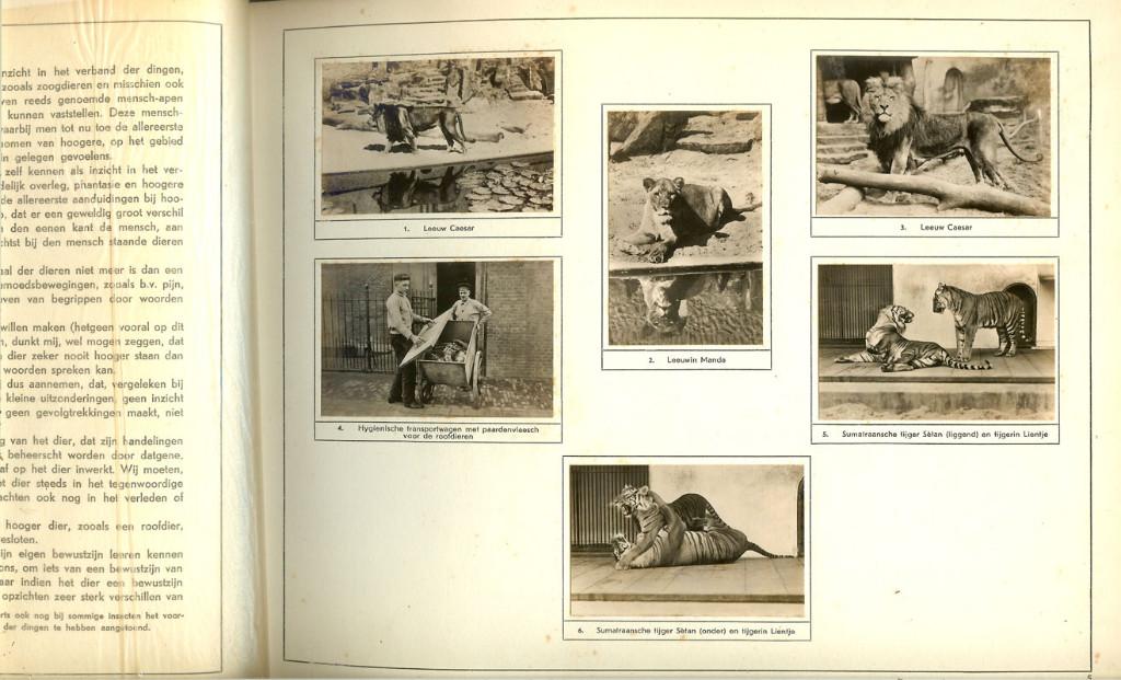 Plaatjesalbum KAHREL'S THEE Roofdieren in Artis door Dr, Ophalen of Verzenden, Gelezen