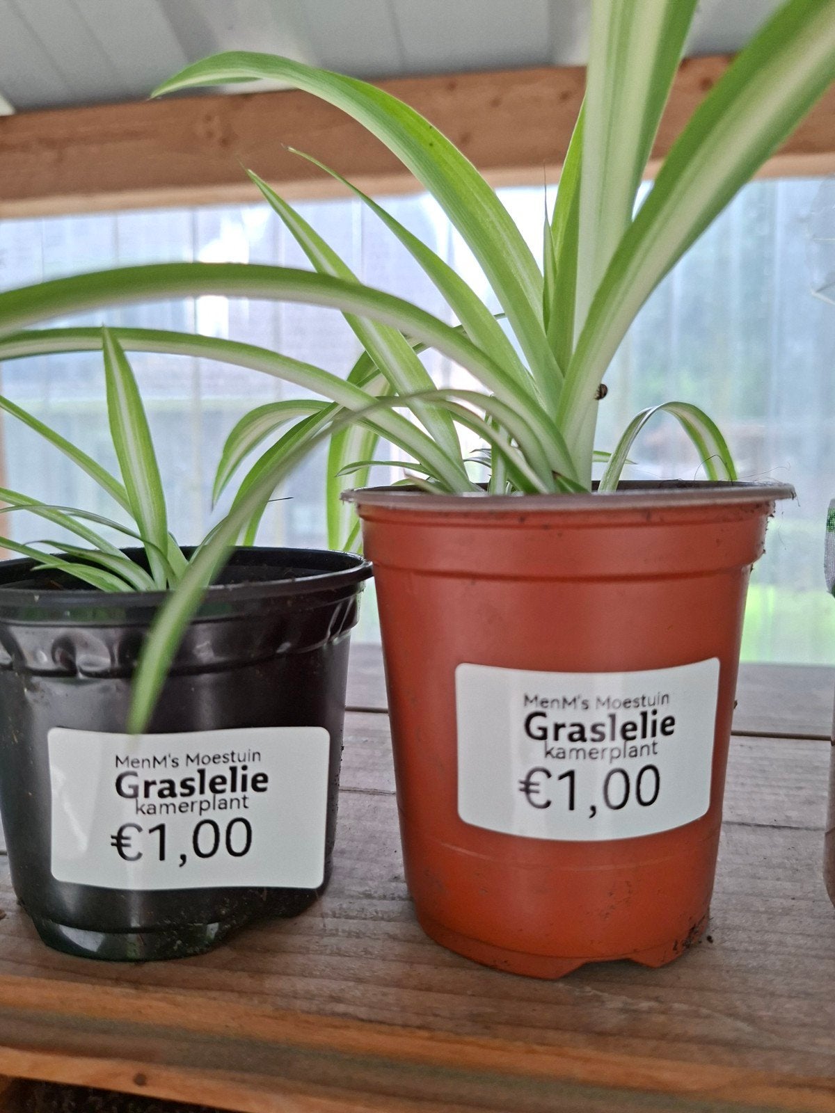 Graslelie kamerplant - Makkelijk te verzorgen, Ophalen, Halfschaduw, Minder dan 100 cm