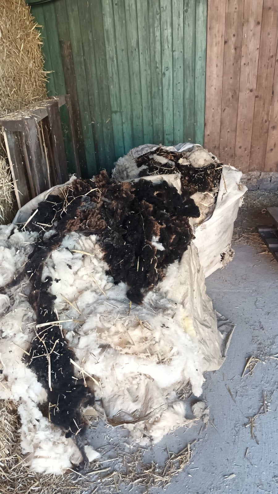 2 grote zakken schapen wol voor een taart, Vrouwelijk, Schaap