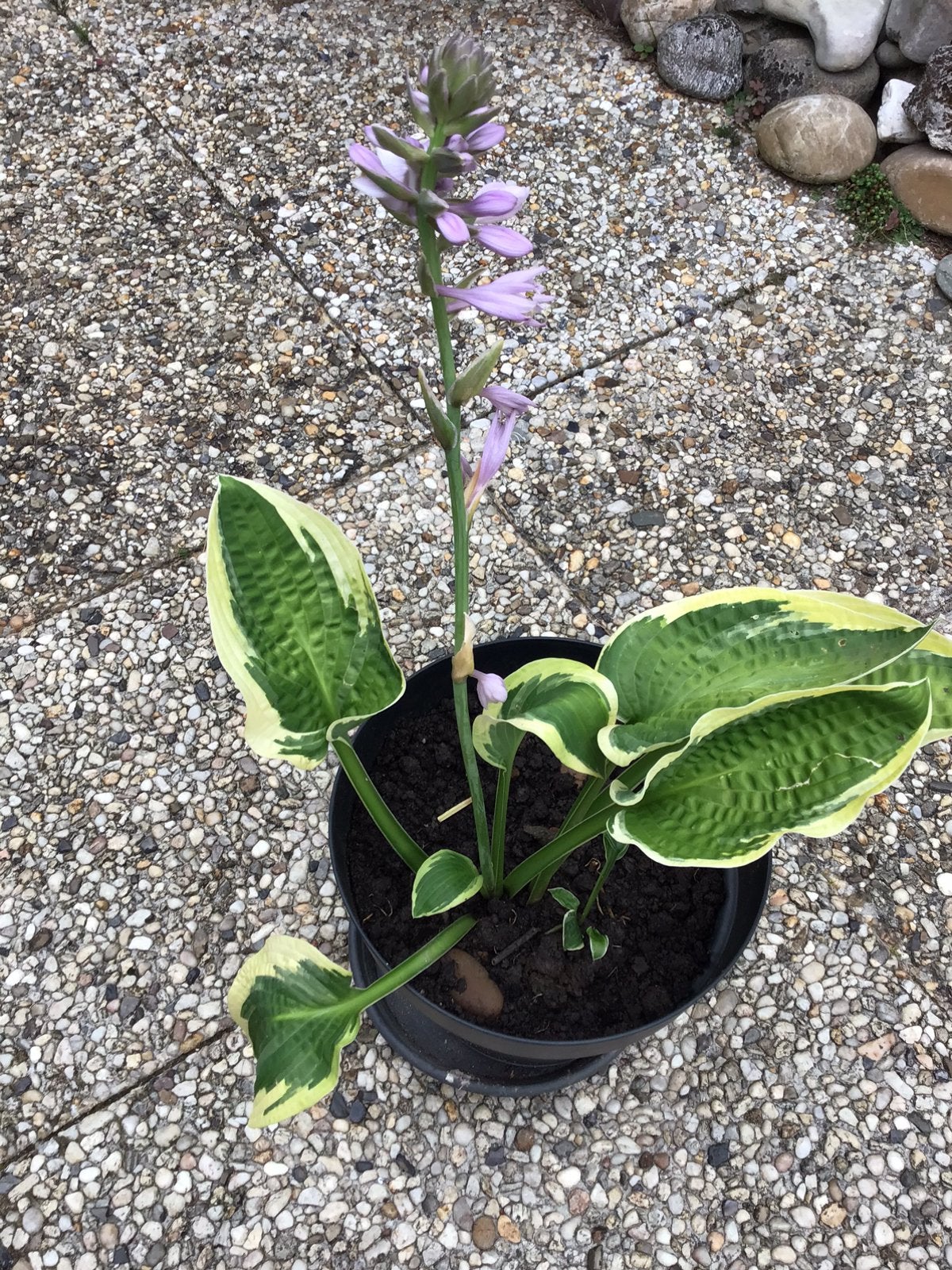 HOSTA. Plant / GEEFT MOOIE BLOEMEN, Ophalen of Verzenden, Overige soorten, Halfschaduw