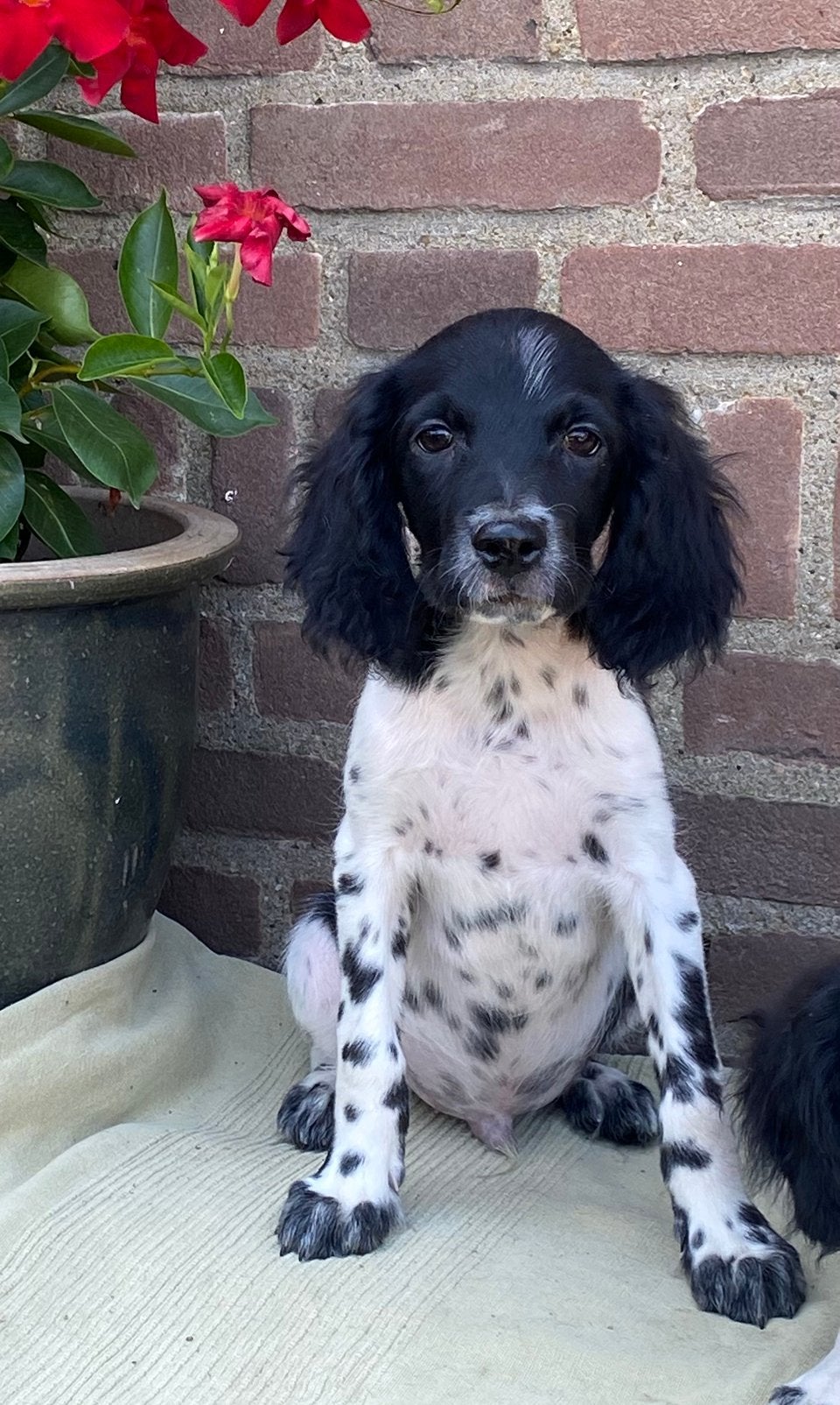 Prachtige HEIDEWACHTEL x FRIESE STABIJ pups, Parvo, Nederland, 8 tot 15 weken, Meerdere