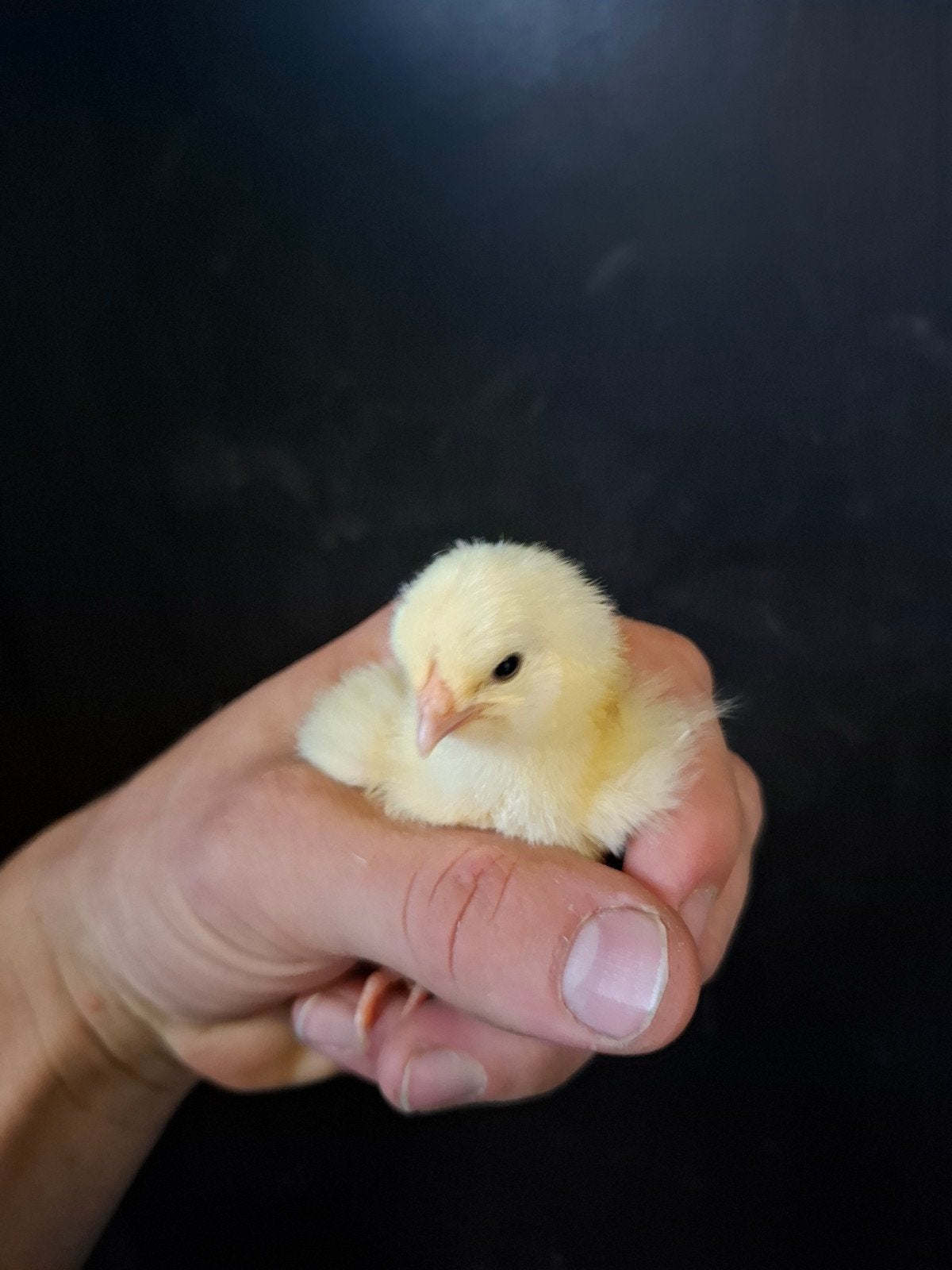 mooie wyandotte kriel  kuikens, Dieren en Toebehoren, Geslacht onbekend, Kip