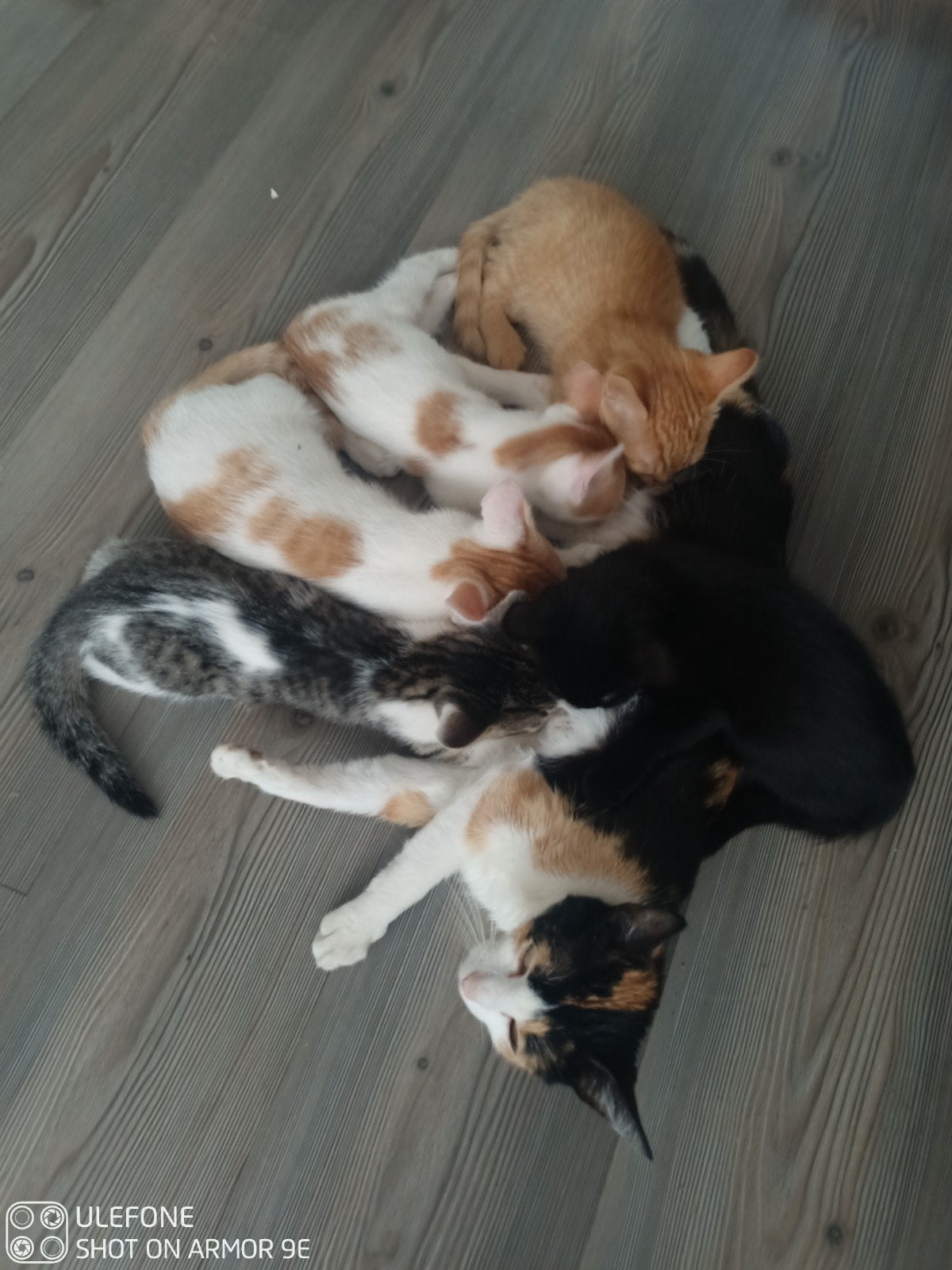 kittens