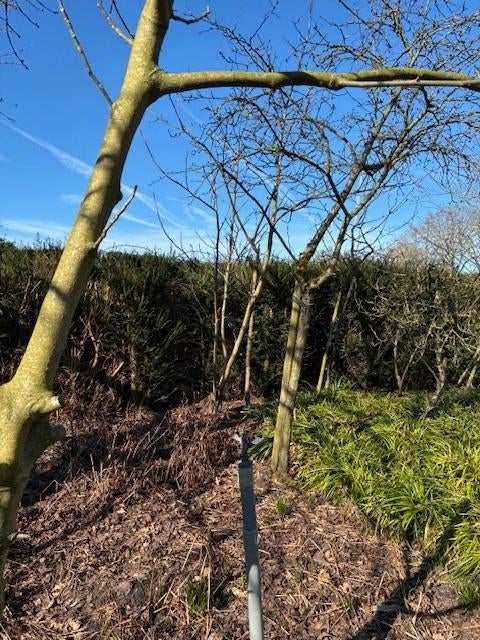 Notenbomen, Juglans regia, te koop, Overige soorten, Lente, 250 tot 400 cm, Ophalen
