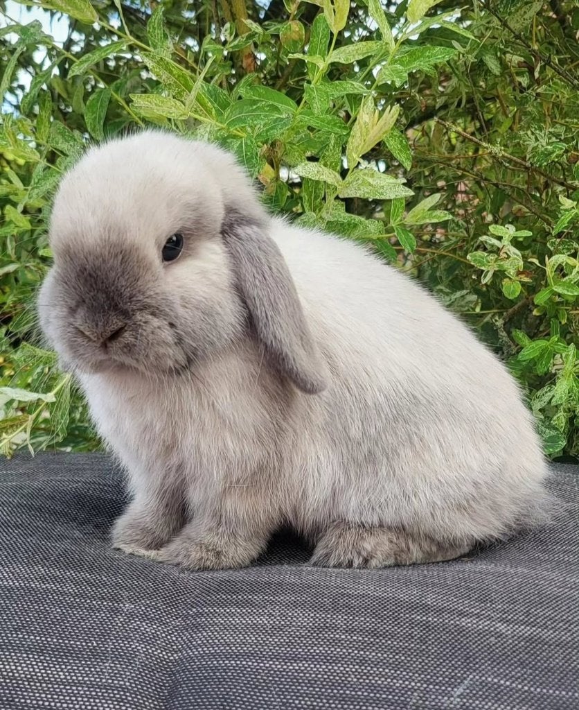 Mooie raszuivere mini lop voedster, Dieren en Toebehoren, Konijnen, Klein, Vrouwelijk, 0 tot 2 jaar, Hangoor