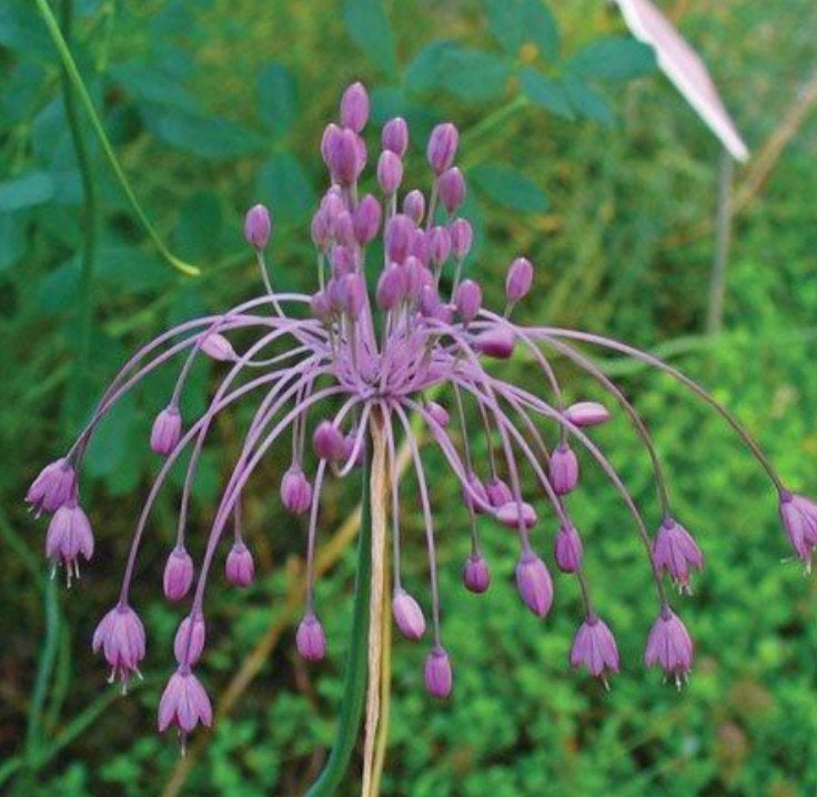 Zaden Berglook/Heksenknoflook- Allium carinatum subp. Pulch, Verzenden, Voorjaar, Volle zon, Zaad