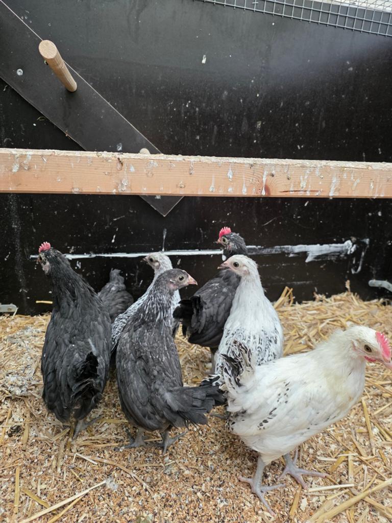 Groninger meeuwen mix, Dieren en Toebehoren, Meerdere dieren, Kip