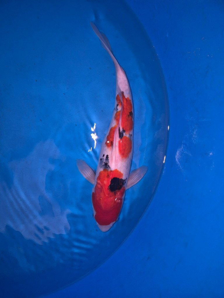 Prachtige sanke, Karper of Koi