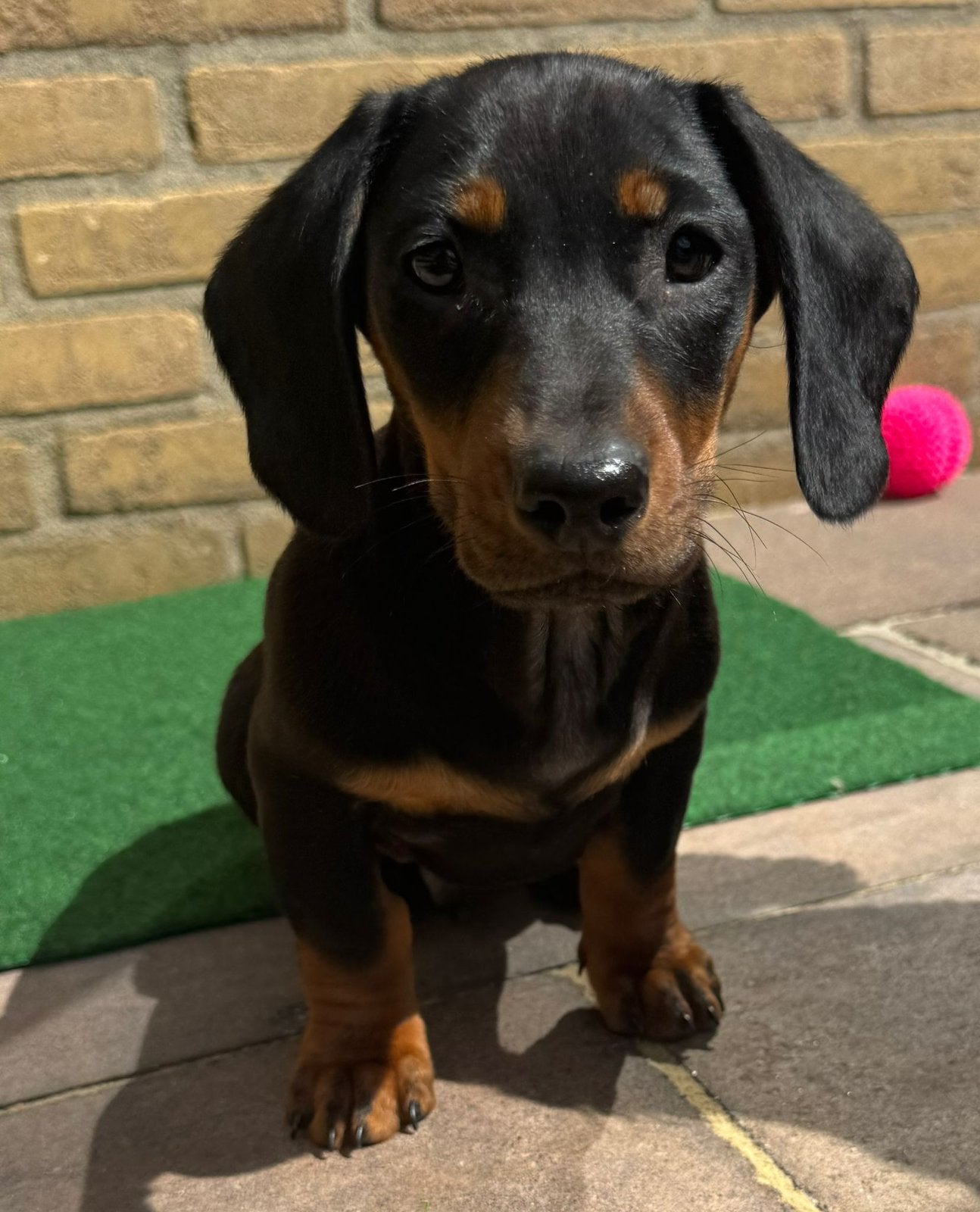Honden uitlaten Doetinchem & Wehl | Hond uitlaat, Ophalen, Nieuw, Overige