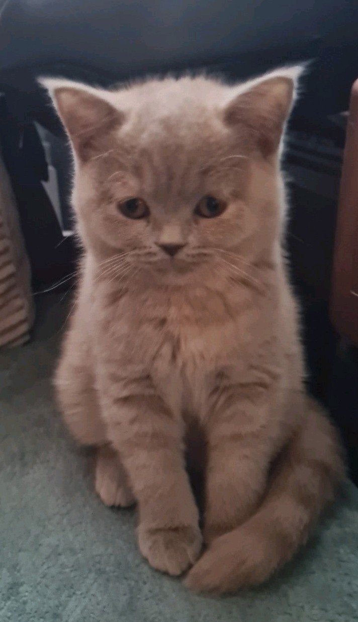 britse korthaar poesje, Poes, Gechipt, 0 tot 2 jaar