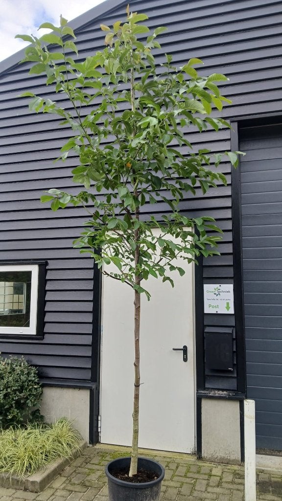 Regia juglans / Walnotenboom €65,-, Lente, 250 tot 400 cm, Volle zon, In pot