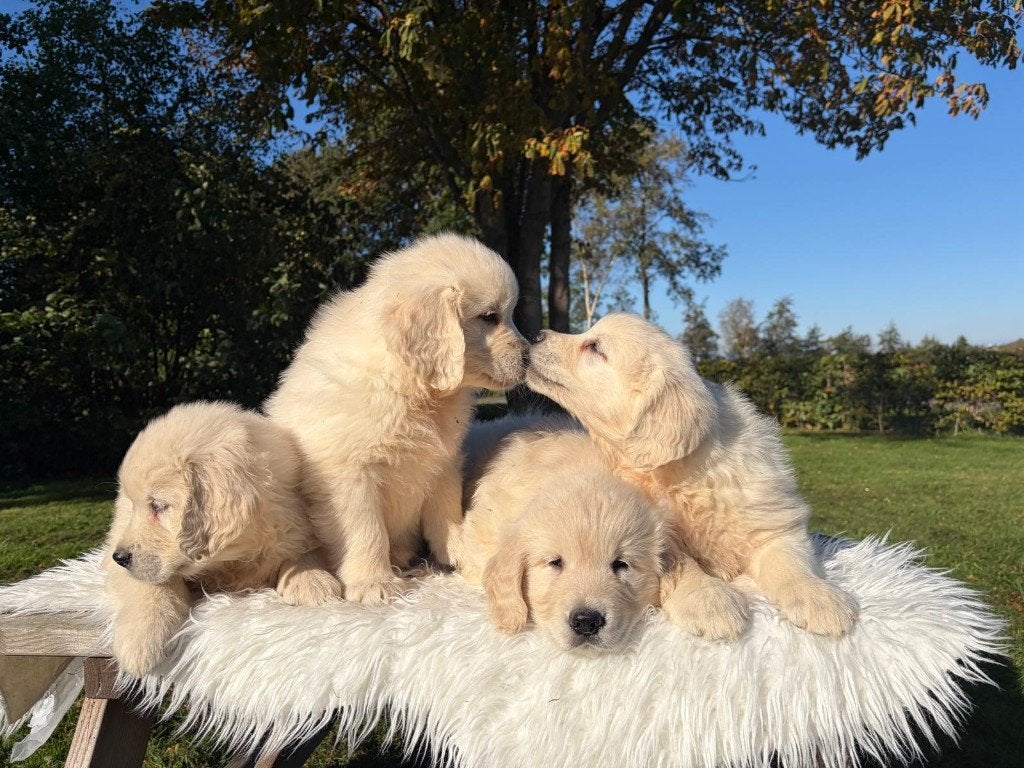 Prachtig nestje Golden Retriever pups, Golden retriever, CDV (hondenziekte), 8 tot 15 weken, Meerdere