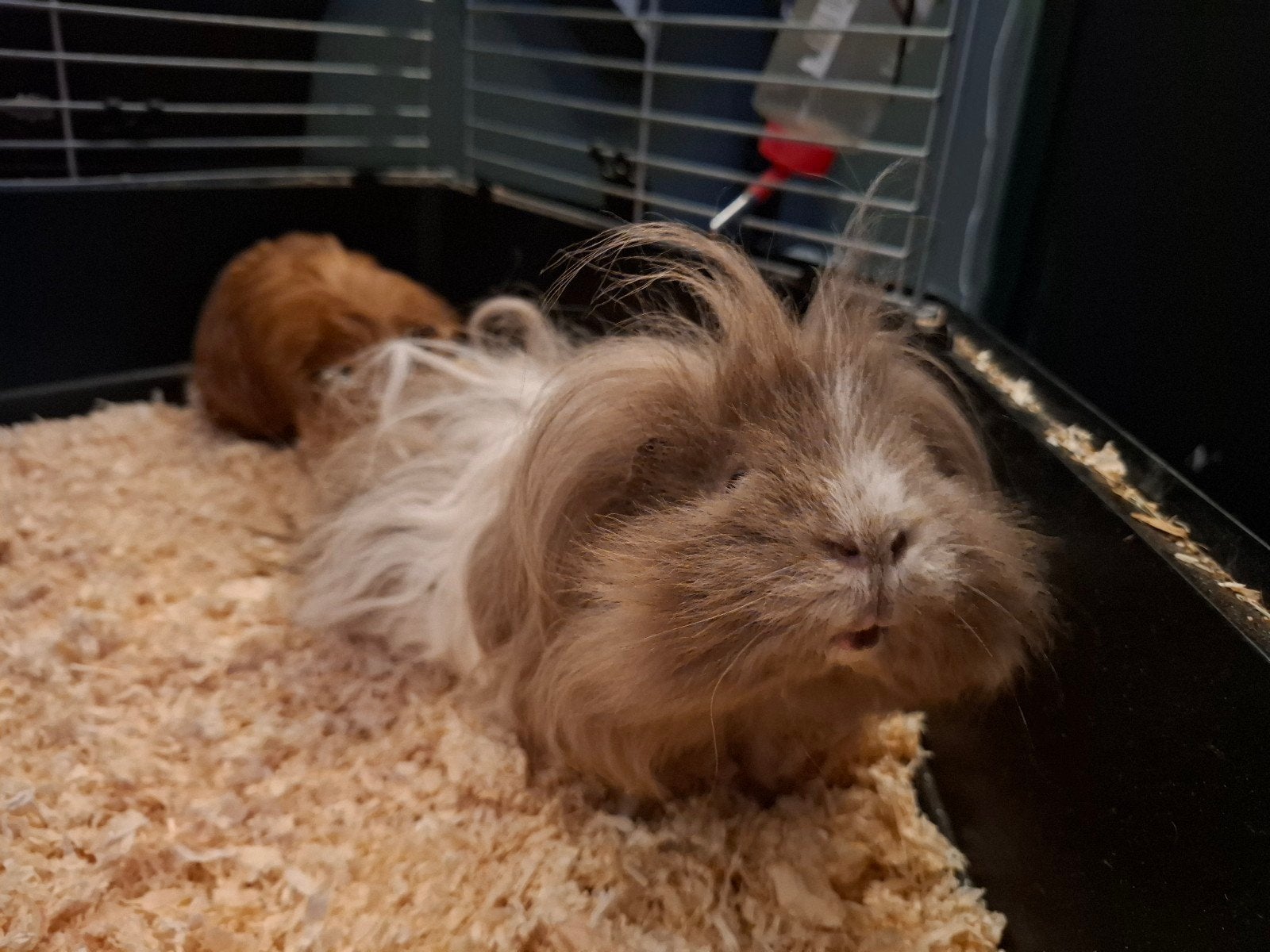 3 Cavia mannetjes met alle toebehoren, Dieren en Toebehoren, Maart, Mannelijk, Cavia