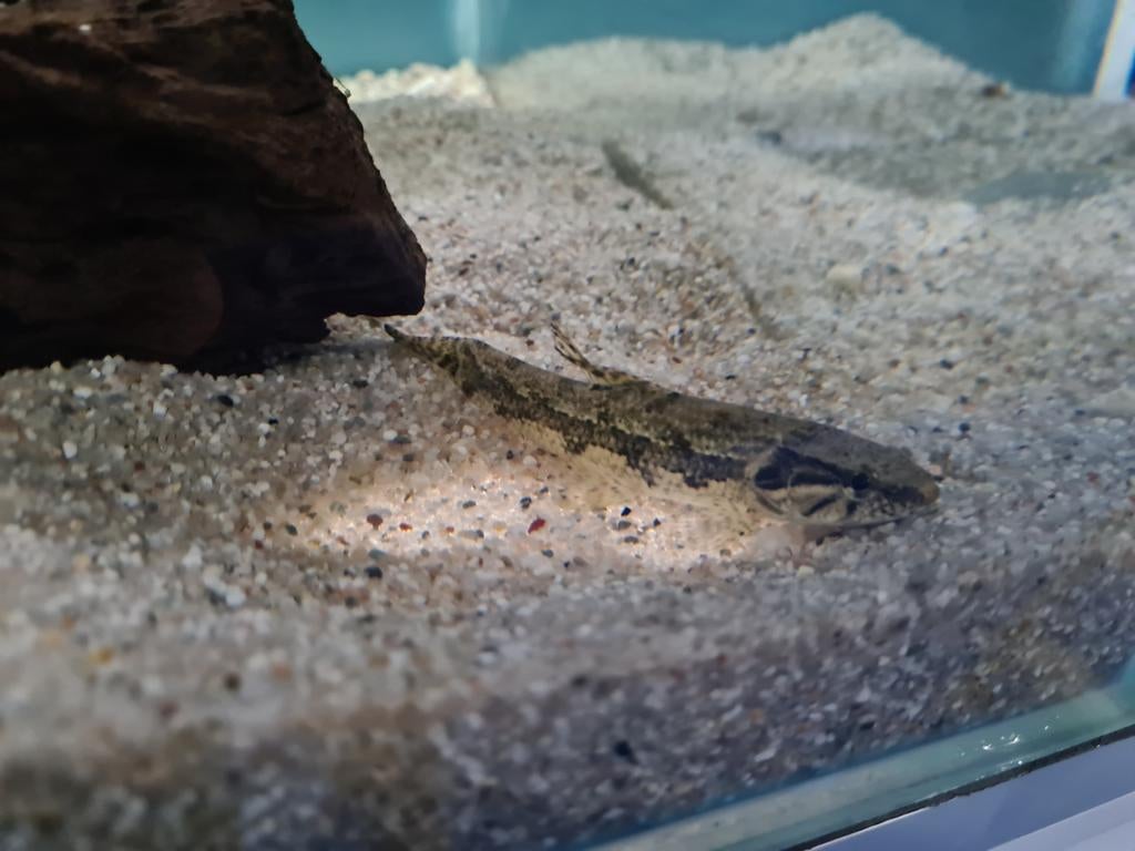 Hoplias Malabaricus, Wolfsvis, Pataka, Vis, Zoetwatervis