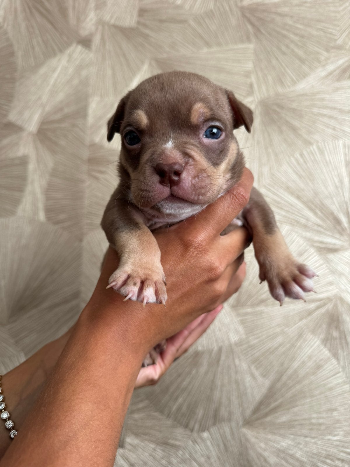 Bully pocket pup ABKC stamboom, Parvo, 8 tot 15 weken, Teef, Bulldog
