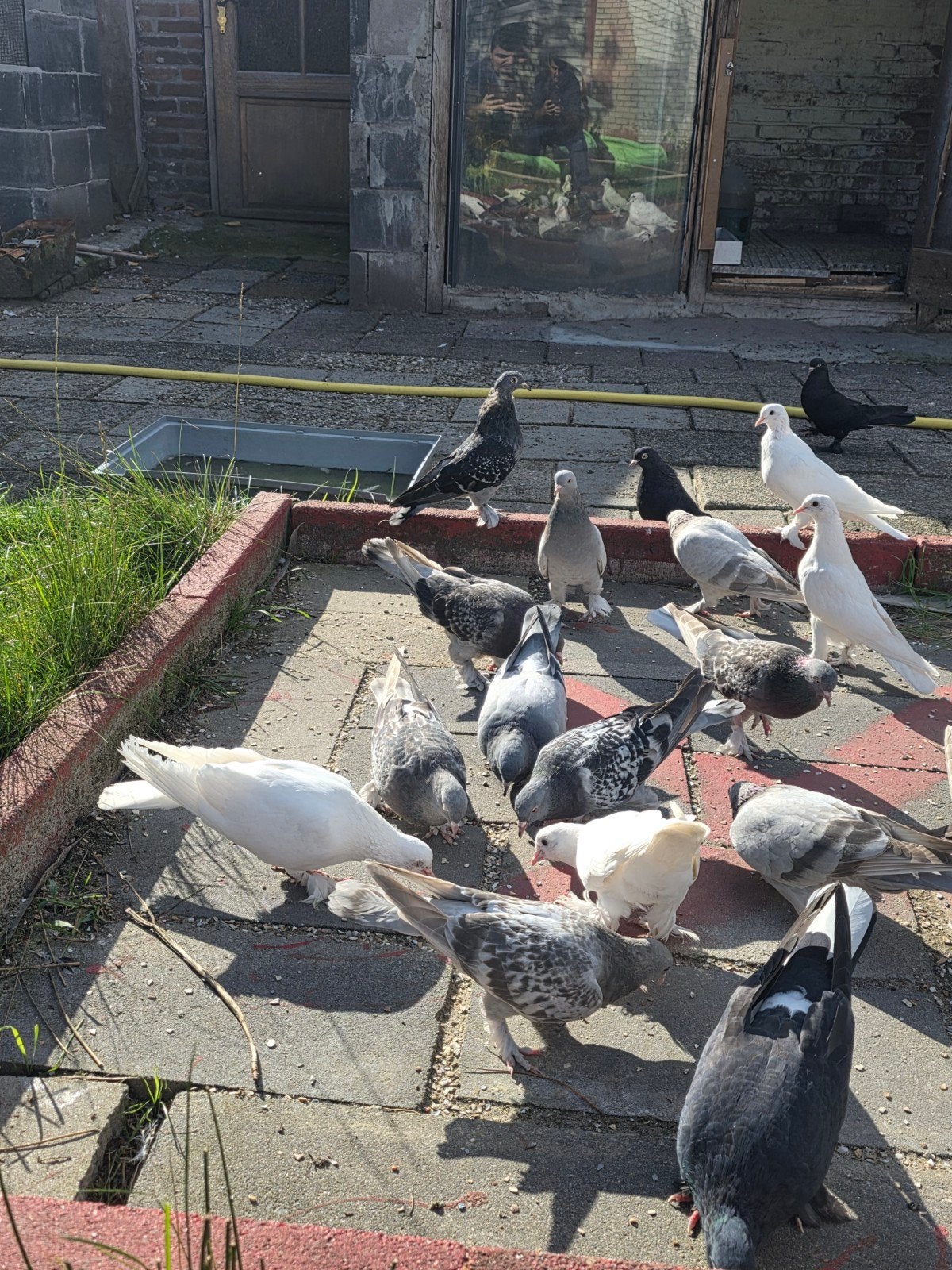 mooie duiven takla's 50 per koppel, Meerdere dieren, Overige soorten
