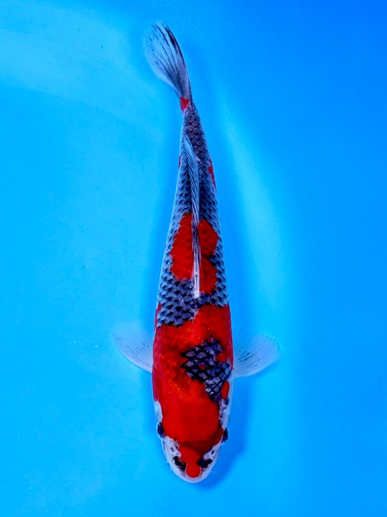 Goshiki 20-25cm Kawakami Japanse koi, Karper of Koi