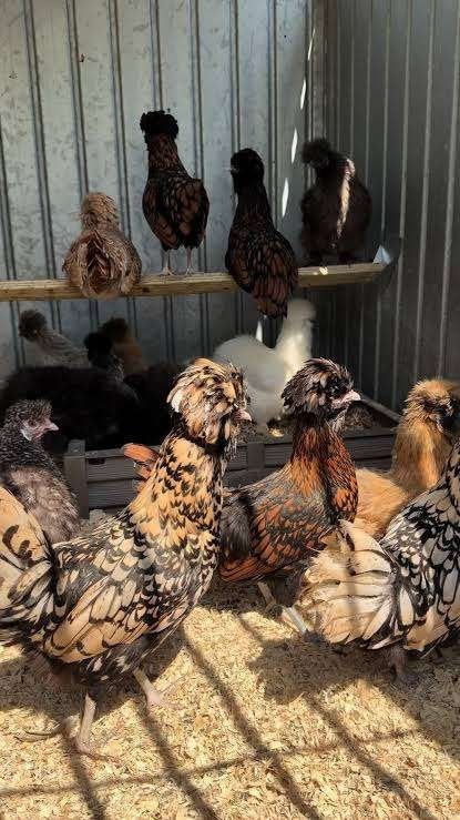 Mooie Kuifhoen kippen., Dieren en Toebehoren, Pluimvee, Vrouwelijk, Kip