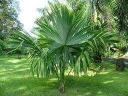 10 x Sabal Mauritiiformis, Bay Palmetto palm boom zaden, Ophalen, Gehele jaar, Volle zon, Zaad