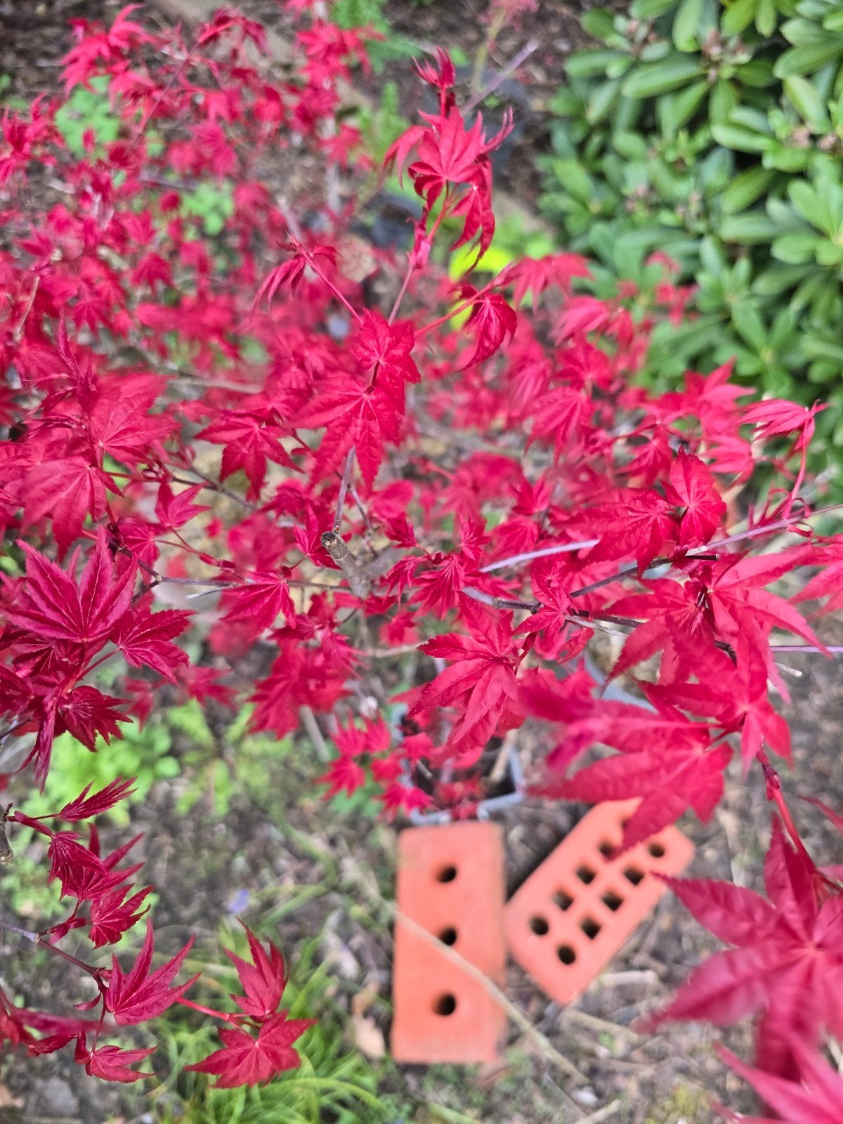 Acer Palmatum Japanse esdoorns, Ophalen, Bloeit niet, Halfschaduw, Overige soorten