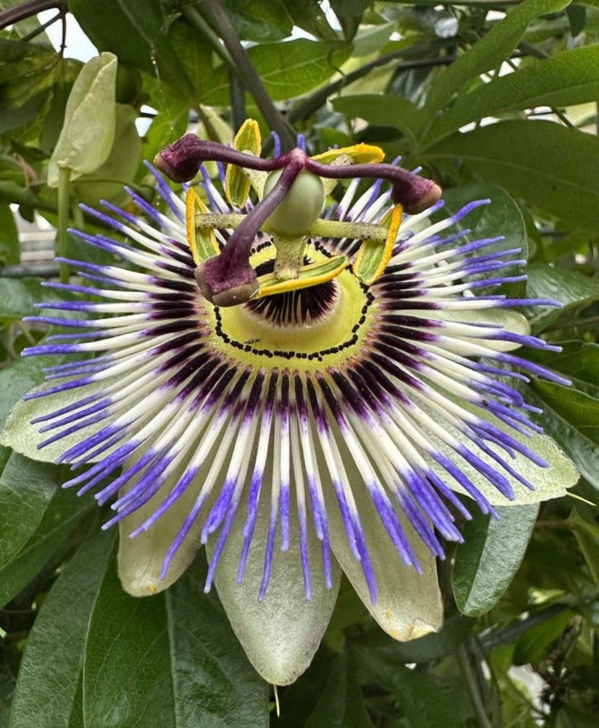 Passiebloem, passiflora, tuinplant, klimplant, Ophalen, Overige soorten, Volle zon