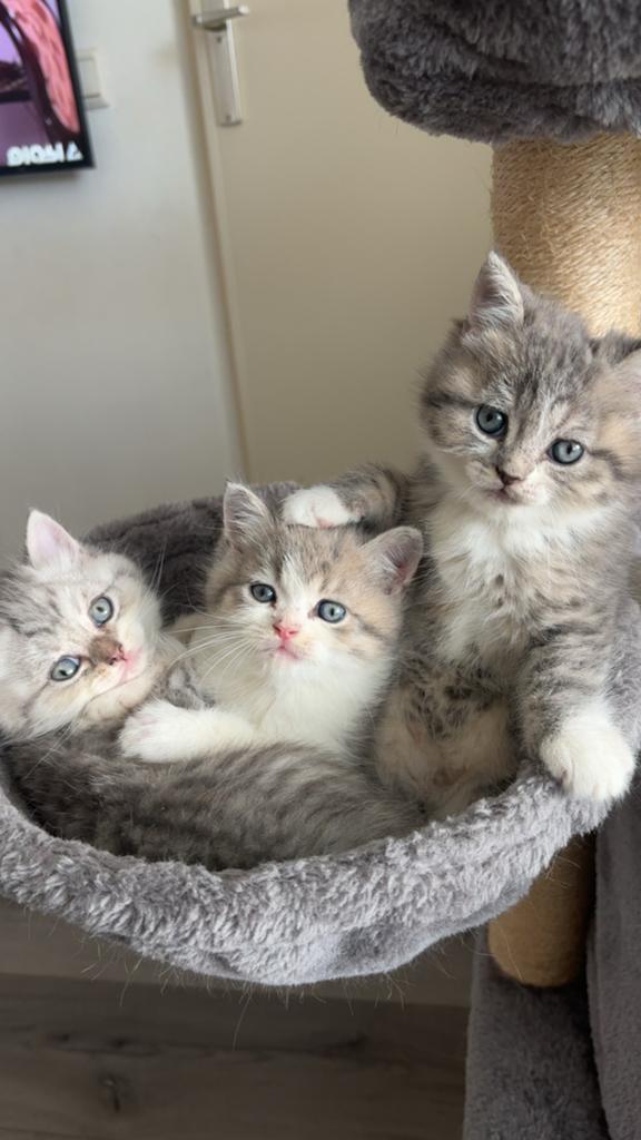 Half perzische kittens, Poes, Kortharig, 0 tot 2 jaar