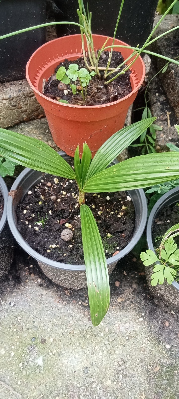 Trachycarpus fortunei - Chinese waaierpalm planten, Tuin en Terras, Volle zon, Ophalen of Verzenden, Minder dan 100 cm, Zomer