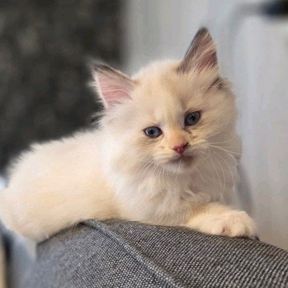 nog maar 1 Ragdolls meijse Lily ,met vaccinatie, chip en pa, Meerdere dieren, Gechipt, 0 tot 2 jaar