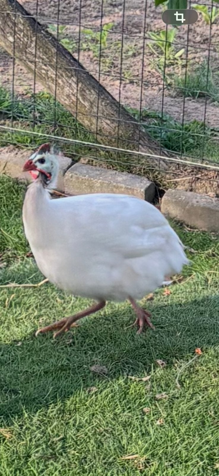 Parelhoenders trio te koop, Dieren en Toebehoren, Meerdere dieren, Kip