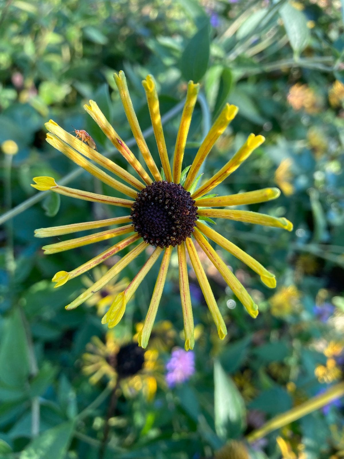 Rudbeckia 'Henry Eilers' uit de volle grond, Volle zon, Vaste plant, Zomer, Ophalen