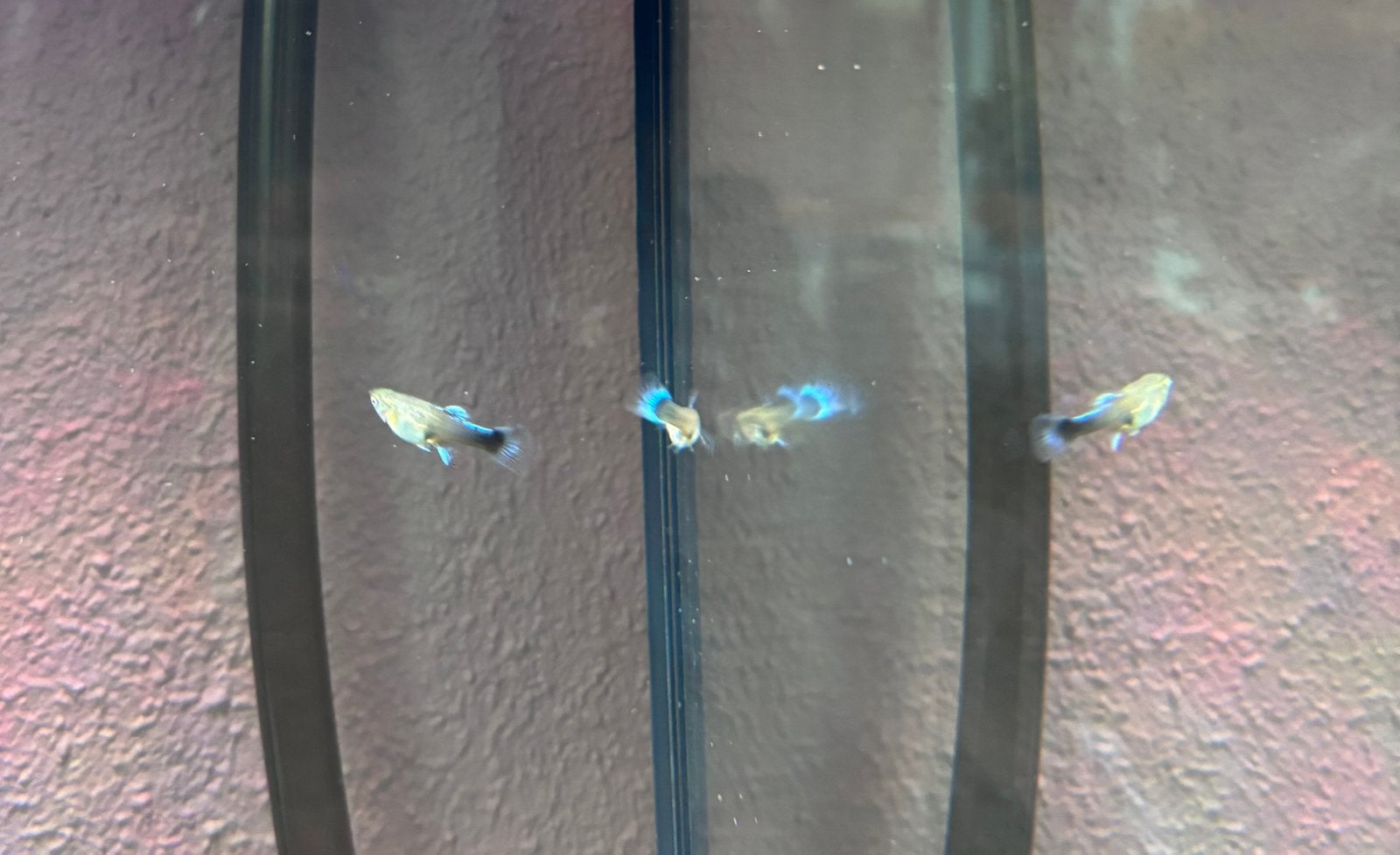 5 guppy’s blauwe neon vrouw, Vis