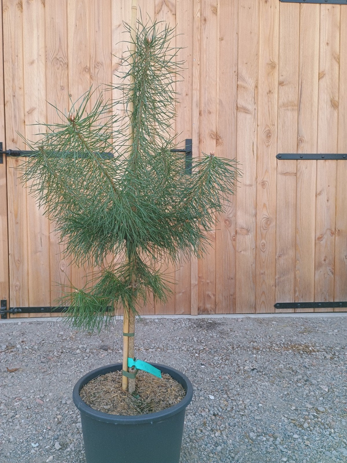 Pinus Sylvestris - Grove Den in pot, Volle zon, Vaste plant, Bloeit niet, Ophalen