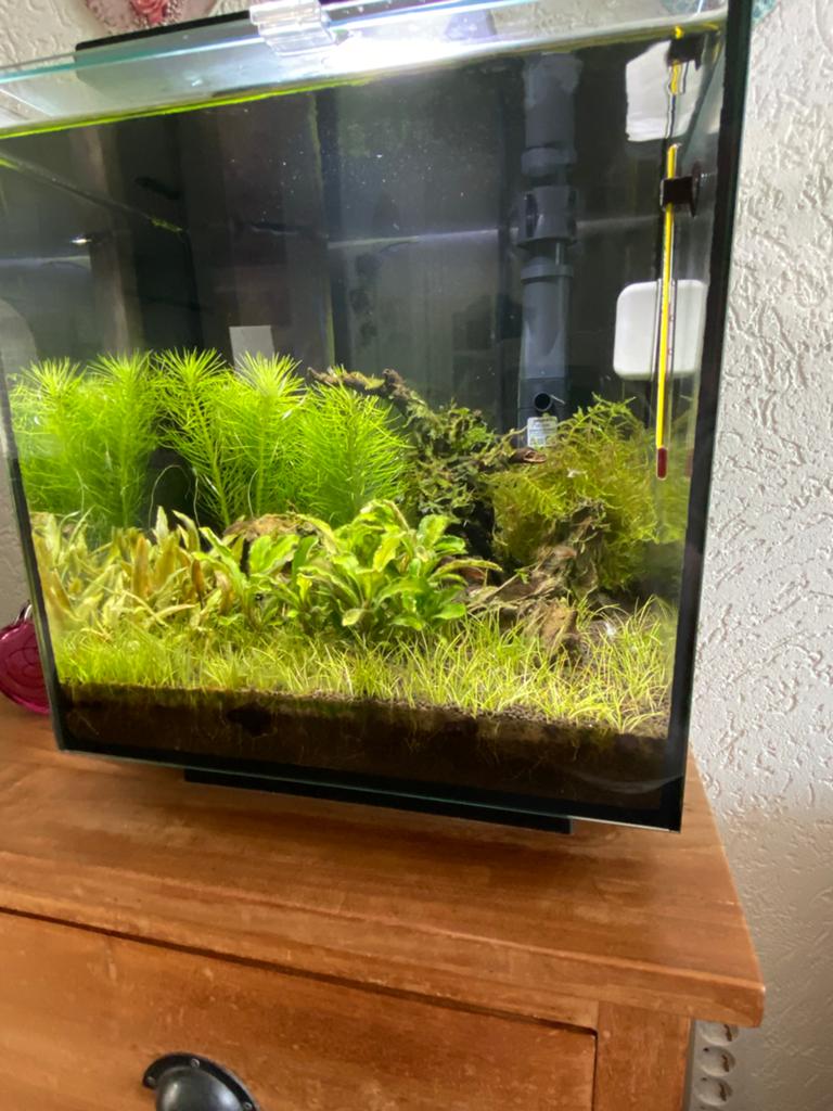 Mooie superfish qubic 30, incl inhoud, Dieren en Toebehoren, Ophalen, Inclusief vissen, Superfish, Gevuld zoetwateraquarium