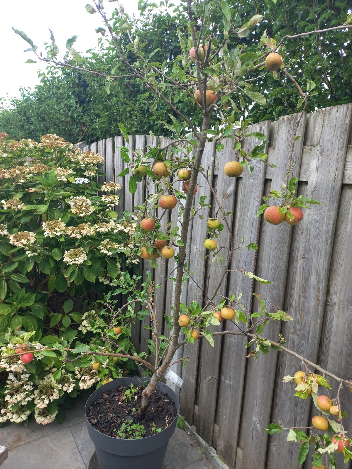 Elstar appelboom vol met  appels (zonder pot), Ophalen