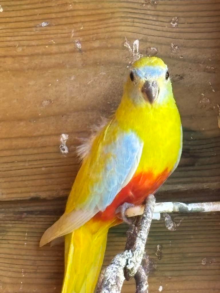 Turquoisine pop, Dieren en Toebehoren, Vogels | Kanaries, Vrouwelijk, Kleurkanarie