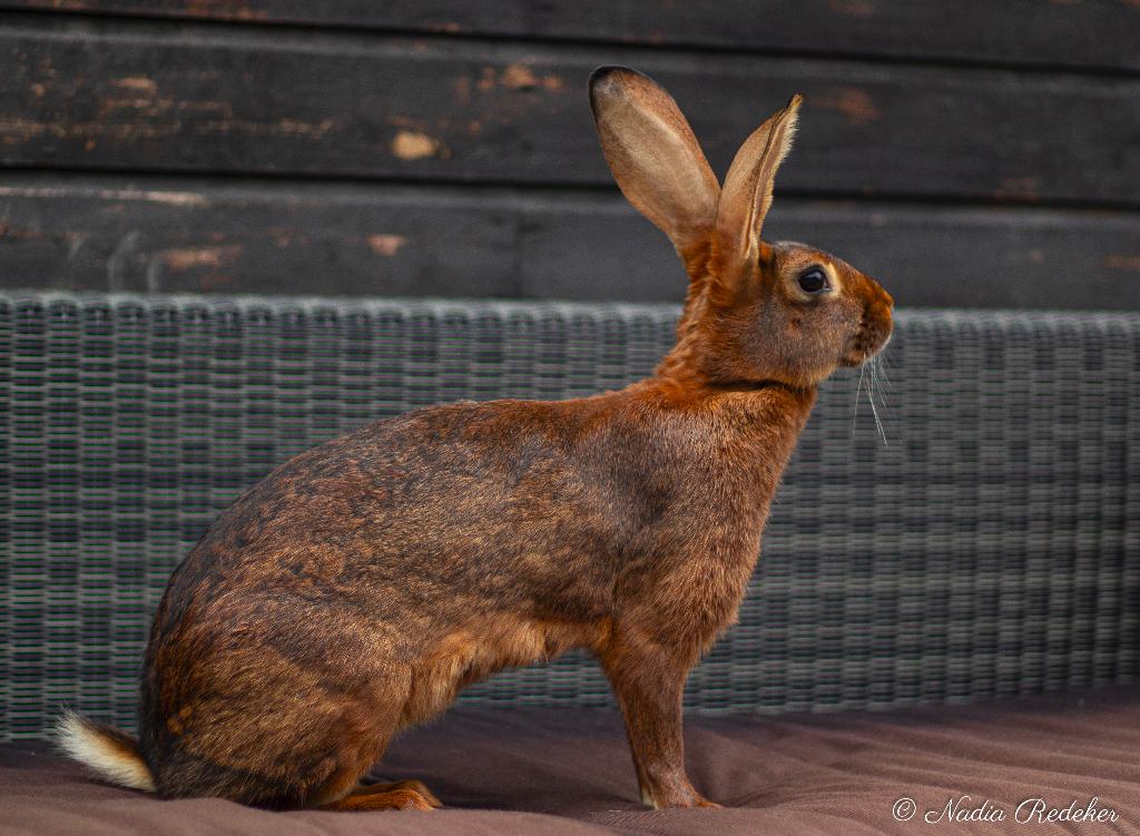 Gezocht razuivere Belgische haas voedster, Dieren en Toebehoren, Konijnen, Vrouwelijk, 0 tot 2 jaar
