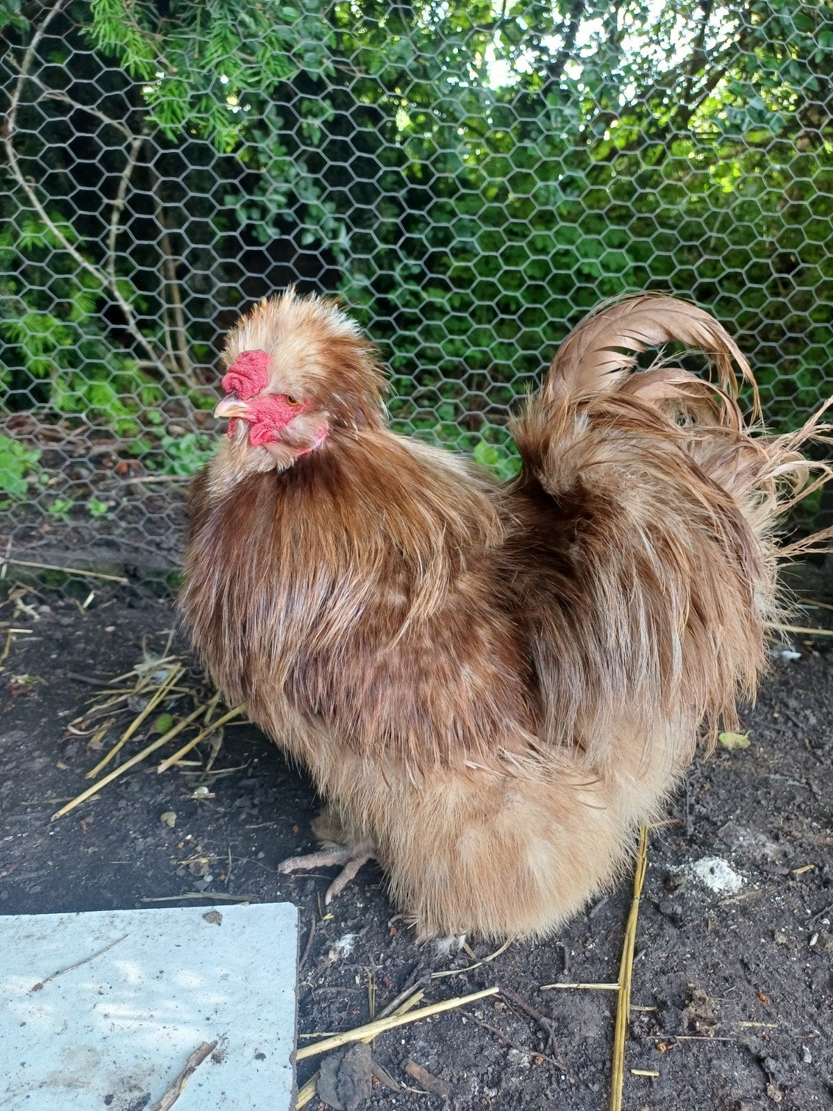 Zijdehoen haan opzoek naar goed huisje!, Mannelijk, Kip