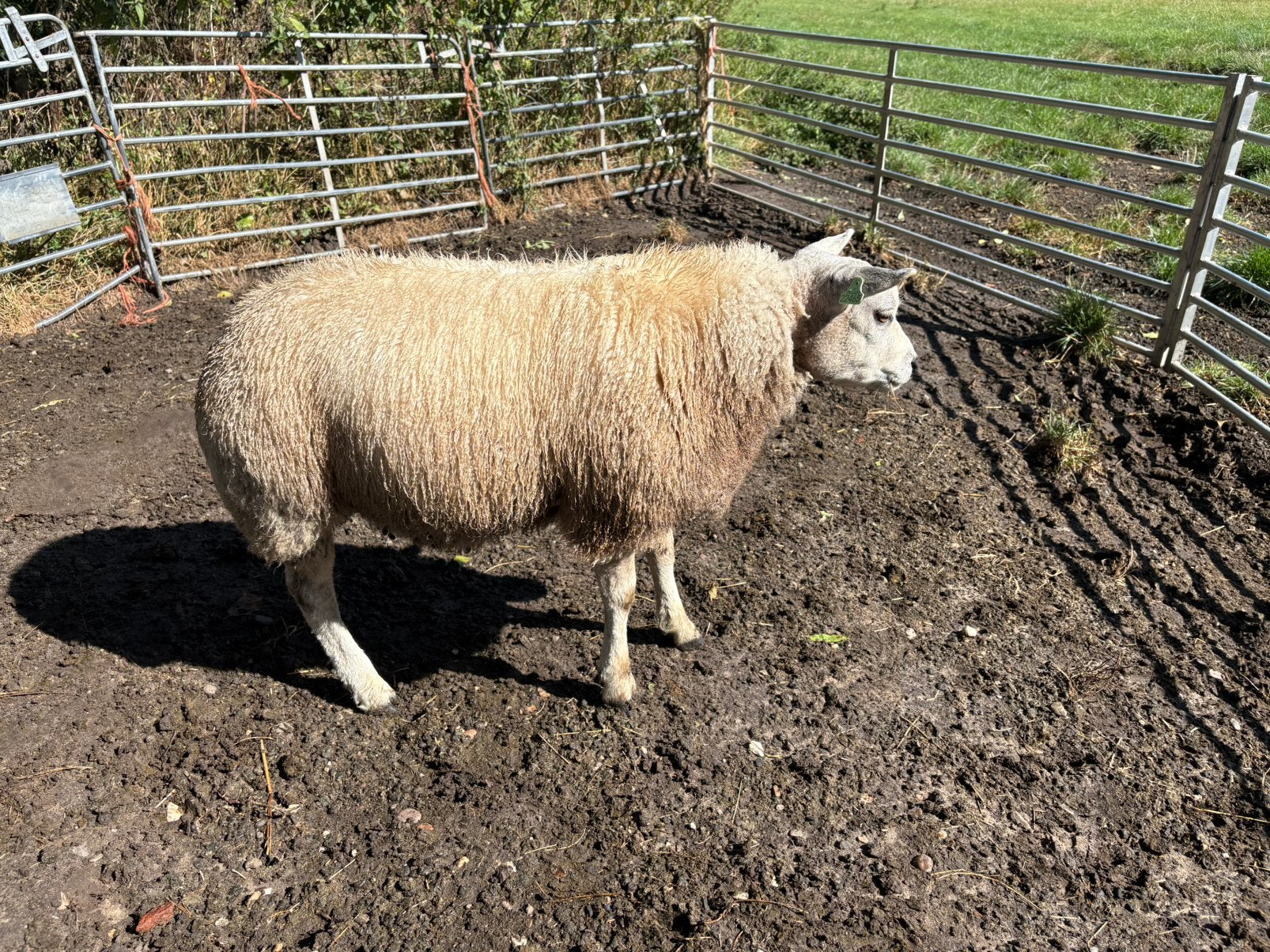 Stamboek texelaar dekram, Dieren en Toebehoren, Schapen, Geiten en Varkens, Mannelijk, Schaap