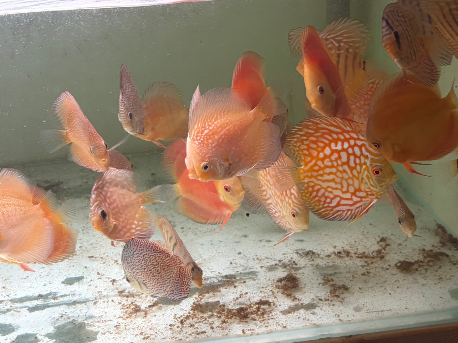 Discusvissen, Dieren en Toebehoren, Vis